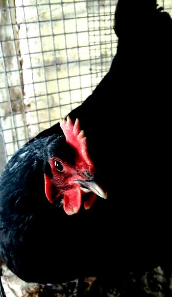 how-long-do-chickens-lay-eggs